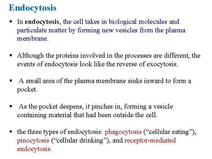 Endocytosis § In endocytosis, the cell takes in biological molecules and particulate matter by