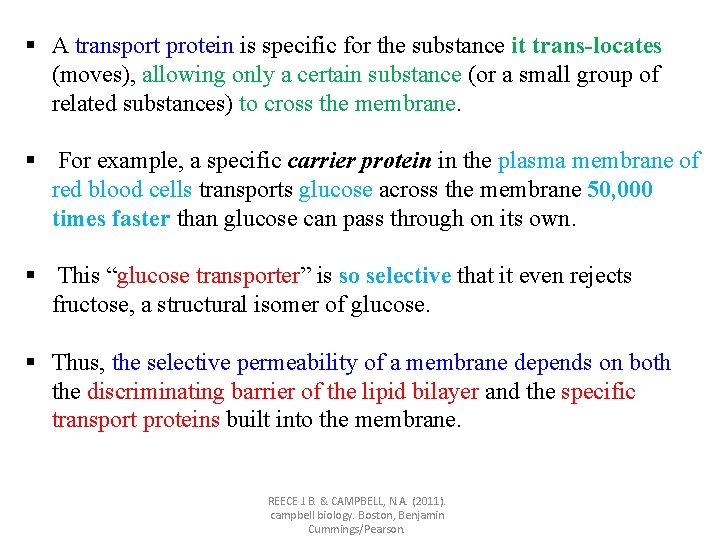 § A transport protein is specific for the substance it trans-locates (moves), allowing only