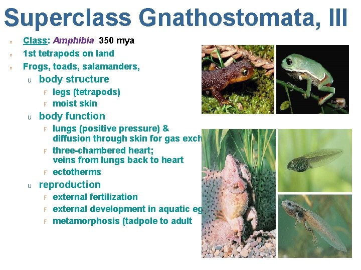 Superclass Gnathostomata, III n n n Class: Amphibia 350 mya 1 st tetrapods on