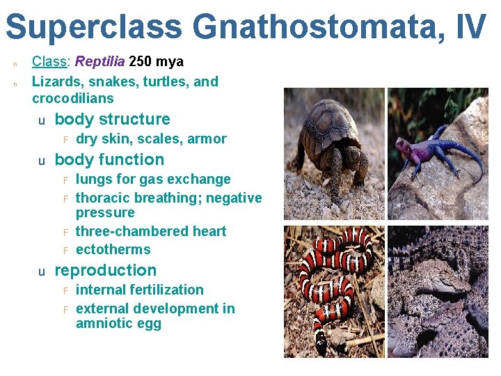 Superclass Gnathostomata, IV n n Class: Reptilia 250 mya Lizards, snakes, turtles, and crocodilians