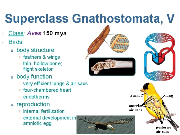 Superclass Gnathostomata, V n n Class: Aves 150 mya Birds u body structure F