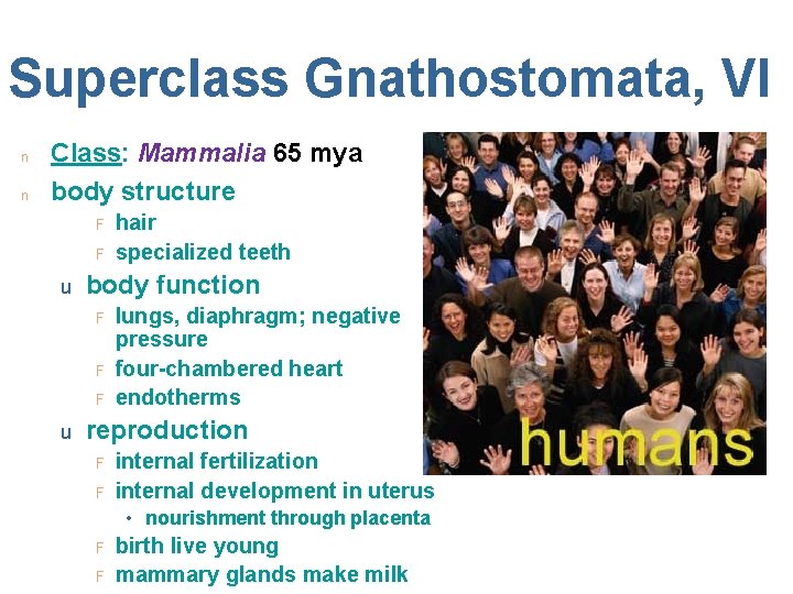 Superclass Gnathostomata, VI n n Class: Mammalia 65 mya body structure F F u