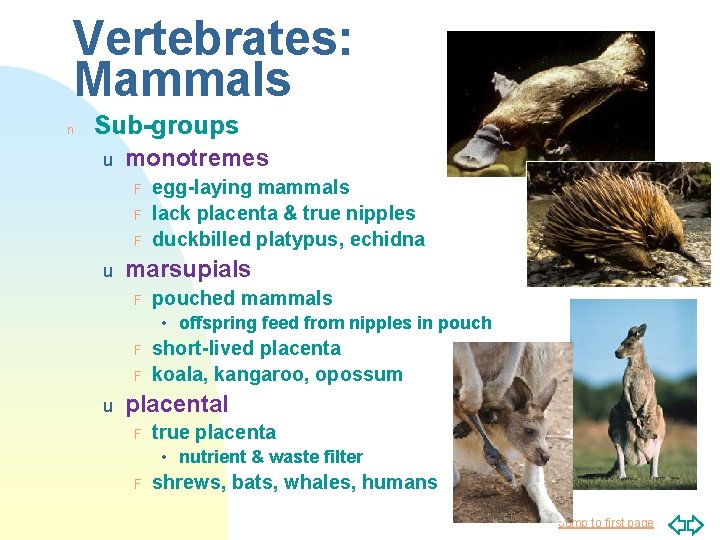 Vertebrates: Mammals n Sub-groups u monotremes F F F u egg-laying mammals lack placenta