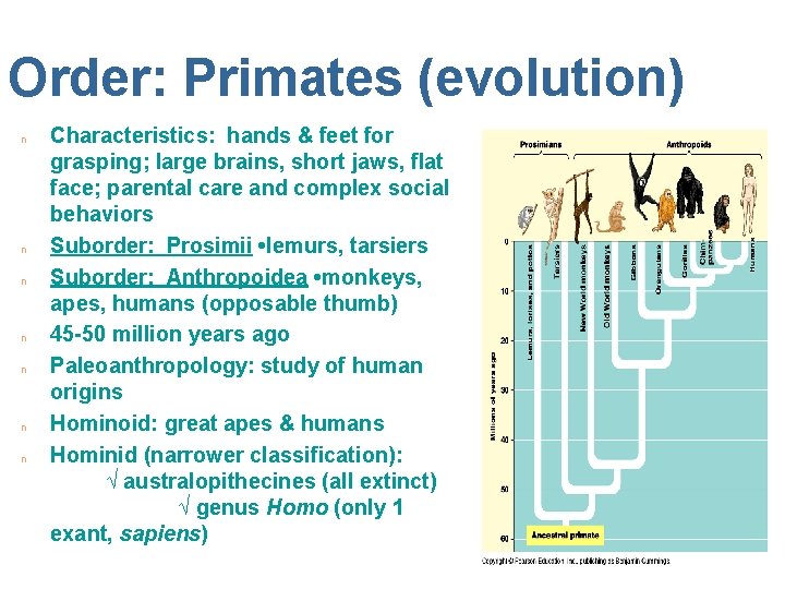Order: Primates (evolution) n n n n Characteristics: hands & feet for grasping; large