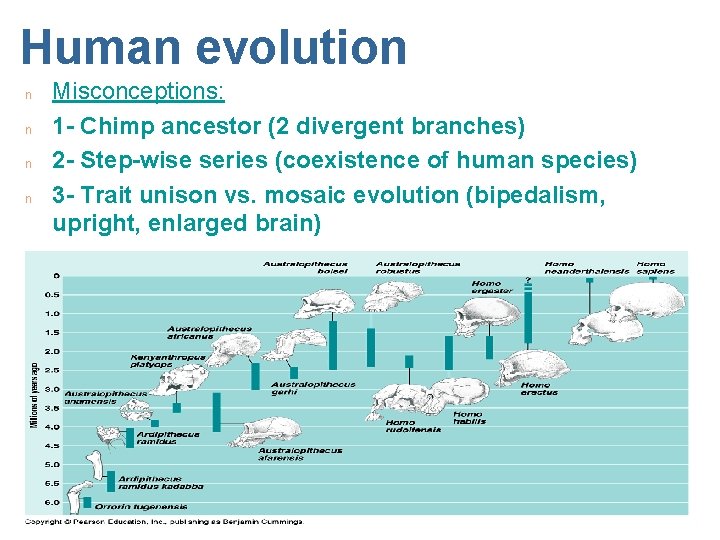 Human evolution n n Misconceptions: 1 - Chimp ancestor (2 divergent branches) 2 -
