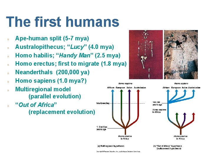 The first humans n n n n Ape-human split (5 -7 mya) Australopithecus; “Lucy”
