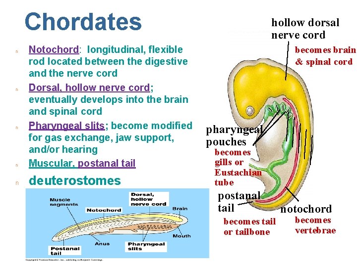 Chordates n Notochord: longitudinal, flexible rod located between the digestive and the nerve cord