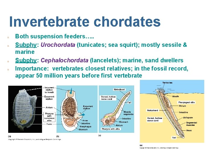 Invertebrate chordates n n Both suspension feeders…. . Subphy: Urochordata (tunicates; sea squirt); mostly