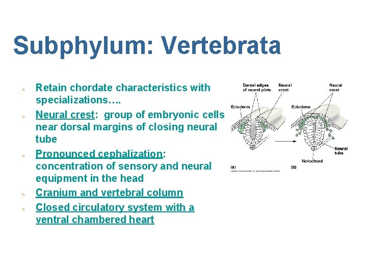 Subphylum: Vertebrata n n n Retain chordate characteristics with specializations…. Neural crest: group of