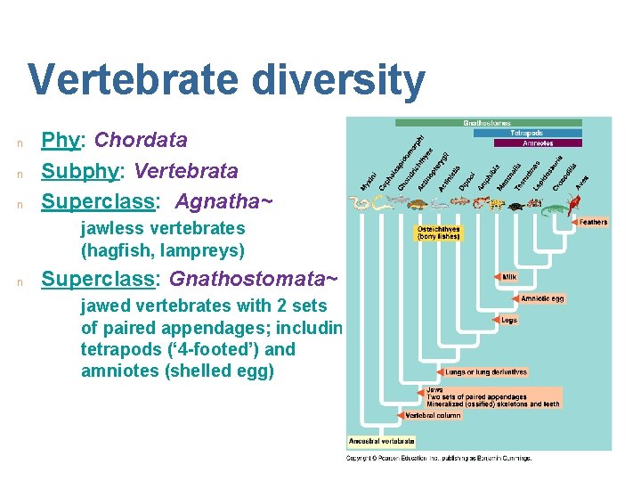 Vertebrate diversity n n n Phy: Chordata Subphy: Vertebrata Superclass: Agnatha~ jawless vertebrates (hagfish,