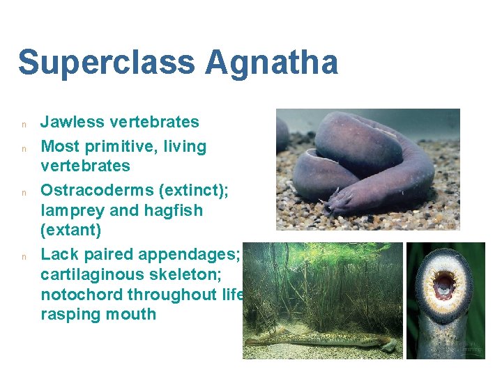 Superclass Agnatha n n Jawless vertebrates Most primitive, living vertebrates Ostracoderms (extinct); lamprey and