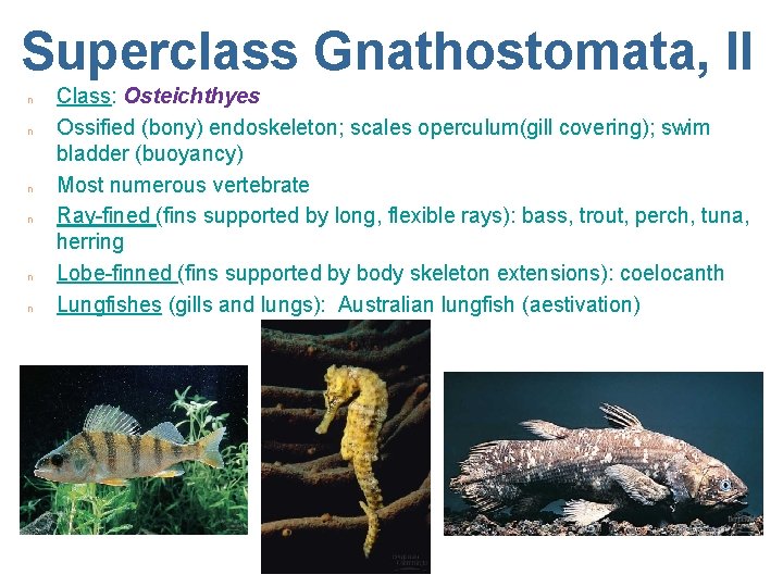 Superclass Gnathostomata, II n n n Class: Osteichthyes Ossified (bony) endoskeleton; scales operculum(gill covering);