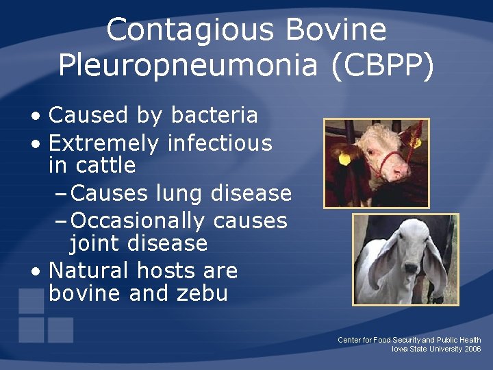 Contagious Bovine Pleuropneumonia (CBPP) • Caused by bacteria • Extremely infectious in cattle –