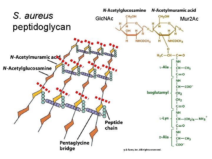 S. aureus peptidoglycan Glc. NAc Mur 2 Ac 