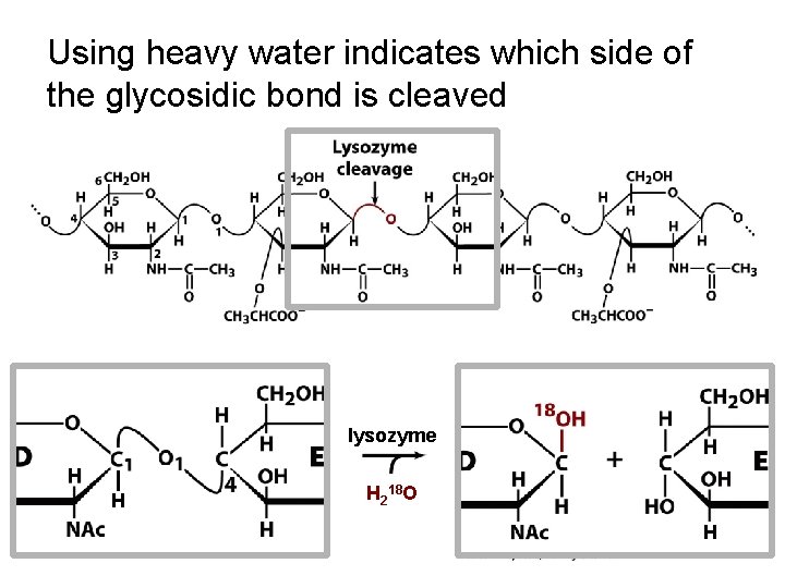 Using heavy water indicates which side of the glycosidic bond is cleaved lysozyme H