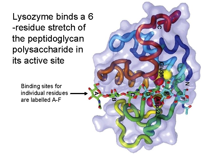 Lysozyme binds a 6 -residue stretch of the peptidoglycan polysaccharide in its active site