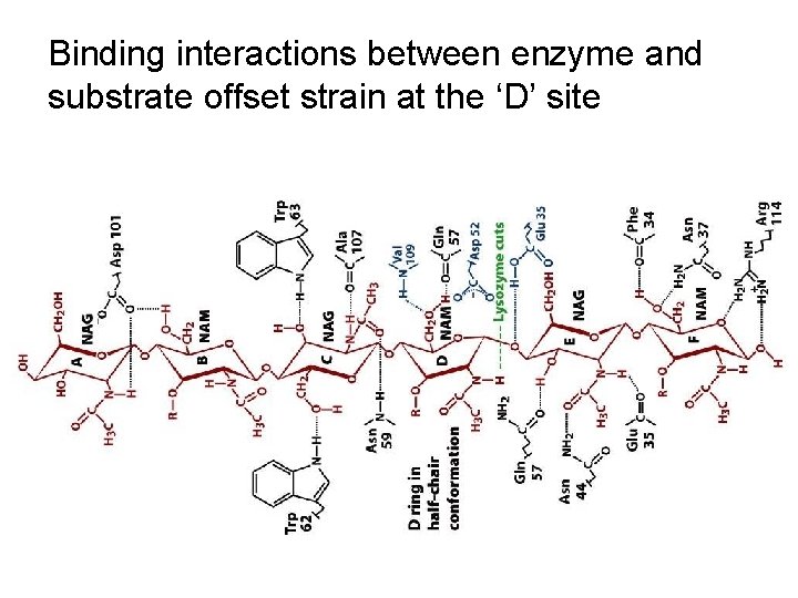 Binding interactions between enzyme and substrate offset strain at the ‘D’ site 