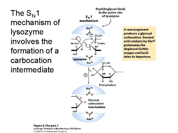 The SN 1 mechanism of lysozyme involves the formation of a carbocation intermediate ‒H
