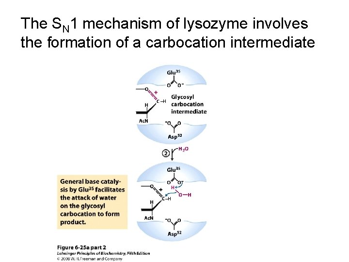 The SN 1 mechanism of lysozyme involves the formation of a carbocation intermediate ‒H