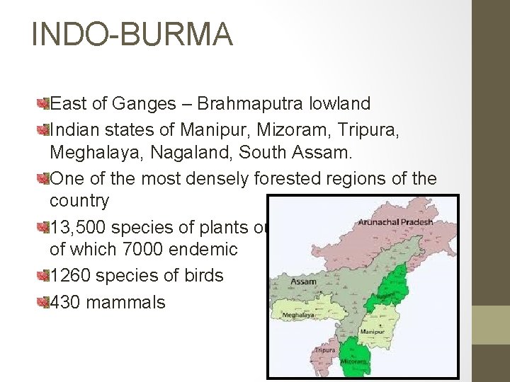 INDO-BURMA East of Ganges – Brahmaputra lowland Indian states of Manipur, Mizoram, Tripura, Meghalaya,