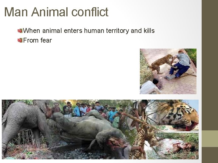 Man Animal conflict When animal enters human territory and kills From fear 