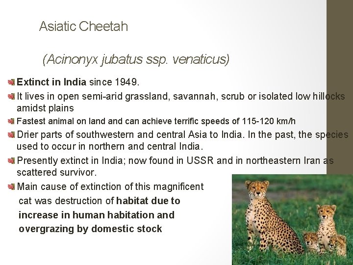 Asiatic Cheetah (Acinonyx jubatus ssp. venaticus) Extinct in India since 1949. It lives in