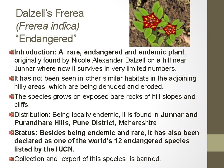 Dalzell’s Frerea (Frerea indica) “Endangered” Introduction: A rare, endangered and endemic plant, originally found