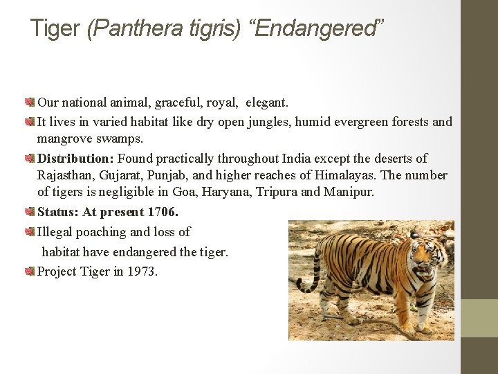 Tiger (Panthera tigris) “Endangered” Our national animal, graceful, royal, elegant. It lives in varied