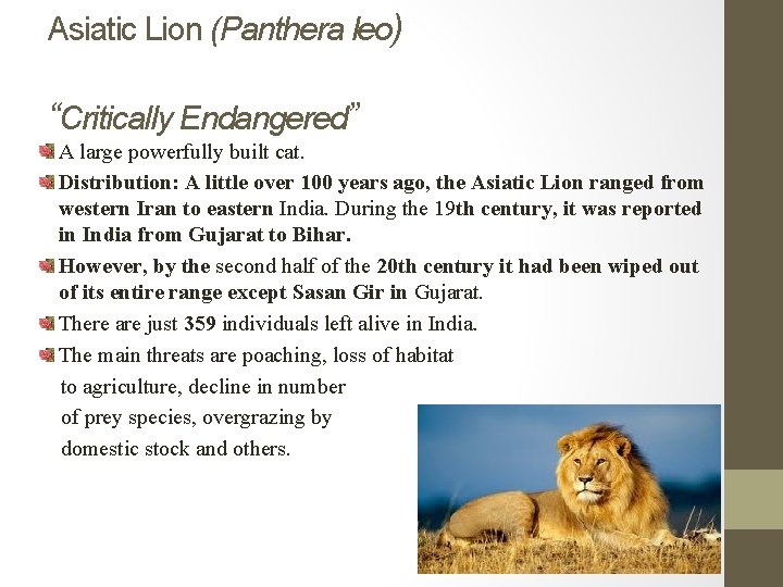 Asiatic Lion (Panthera leo) “Critically Endangered” A large powerfully built cat. Distribution: A little