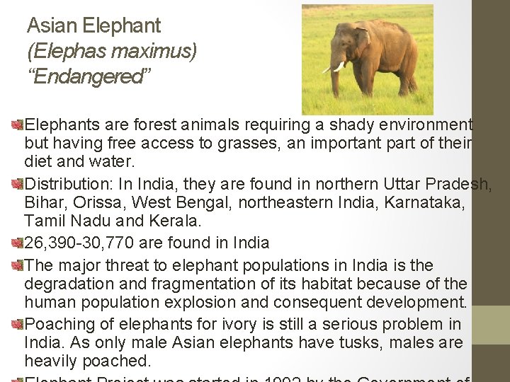 Asian Elephant (Elephas maximus) “Endangered” Elephants are forest animals requiring a shady environment but