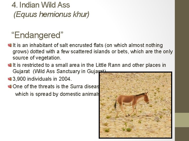 4. Indian Wild Ass (Equus hemionus khur) “Endangered” It is an inhabitant of salt