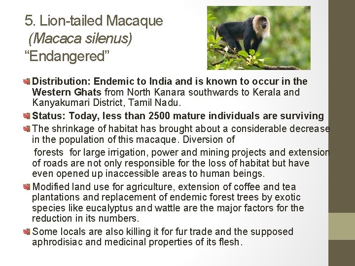 5. Lion-tailed Macaque (Macaca silenus) “Endangered” Distribution: Endemic to India and is known to