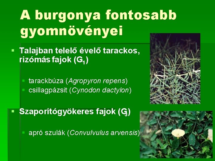 A burgonya fontosabb gyomnövényei § Talajban telelő évelő tarackos, rizómás fajok (G 1) §