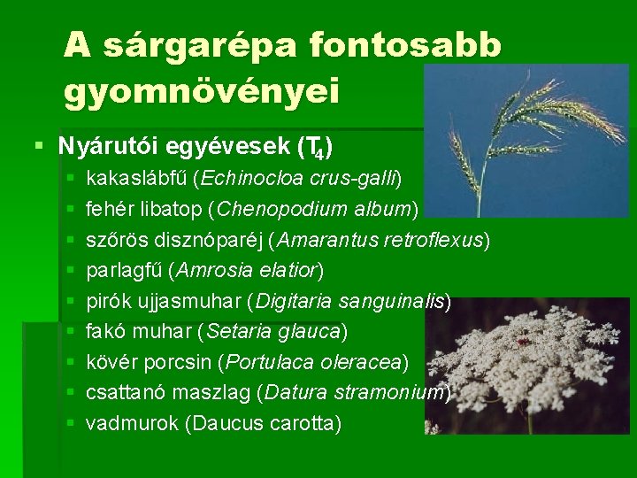 A sárgarépa fontosabb gyomnövényei § Nyárutói egyévesek (T 4) § § § § §