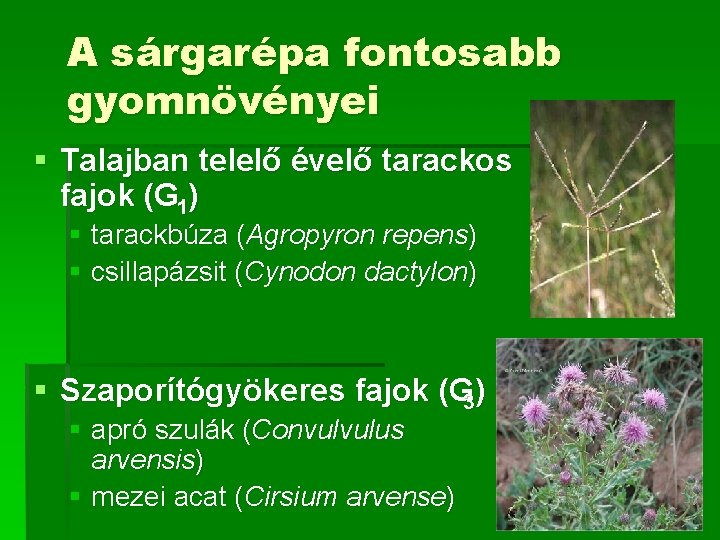 A sárgarépa fontosabb gyomnövényei § Talajban telelő évelő tarackos fajok (G 1) § tarackbúza