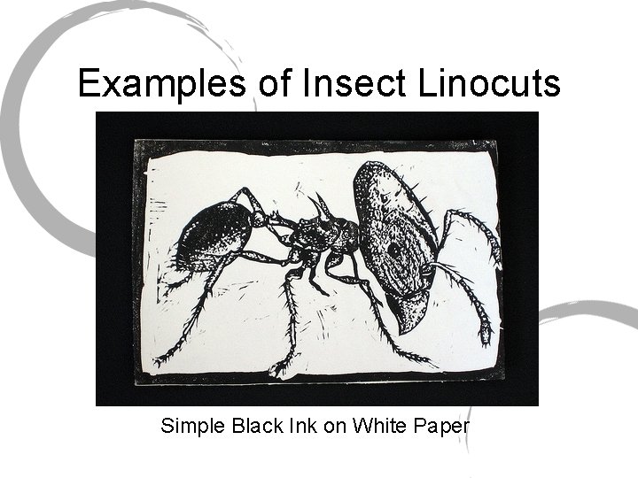 Examples of Insect Linocuts Simple Black Ink on White Paper 
