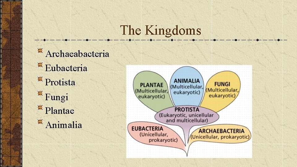 The Kingdoms Archaeabacteria Eubacteria Protista Fungi Plantae Animalia 