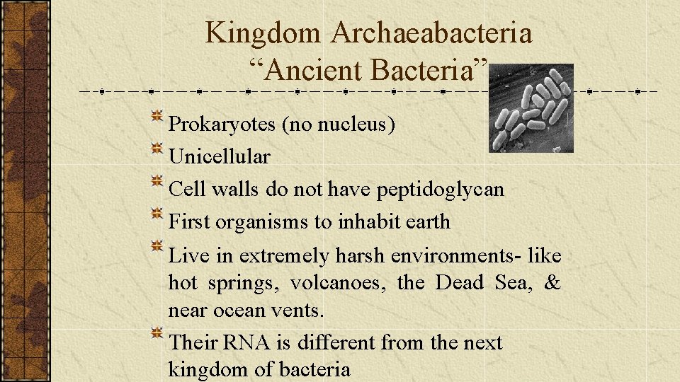 Kingdom Archaeabacteria “Ancient Bacteria” Prokaryotes (no nucleus) Unicellular Cell walls do not have peptidoglycan
