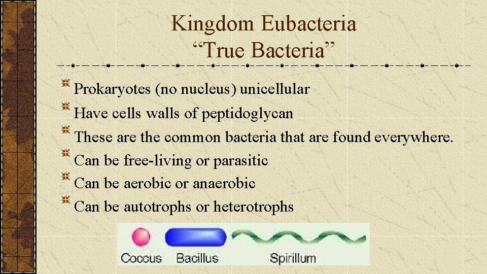 Kingdom Eubacteria “True Bacteria” Prokaryotes (no nucleus) unicellular Have cells walls of peptidoglycan These