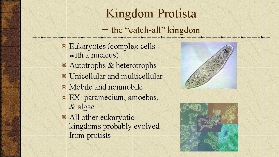 Kingdom Protista – the “catch-all” kingdom Eukaryotes (complex cells with a nucleus) Autotrophs &