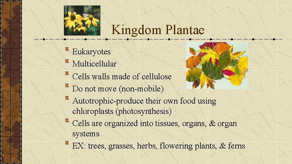 Kingdom Plantae Eukaryotes Multicellular Cells walls made of cellulose Do not move (non-mobile) Autotrophic-produce