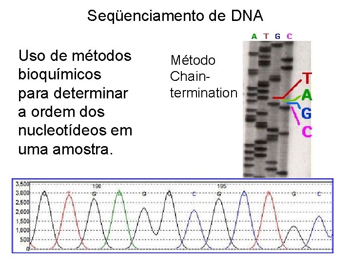 Seqüenciamento de DNA Uso de métodos bioquímicos para determinar a ordem dos nucleotídeos em
