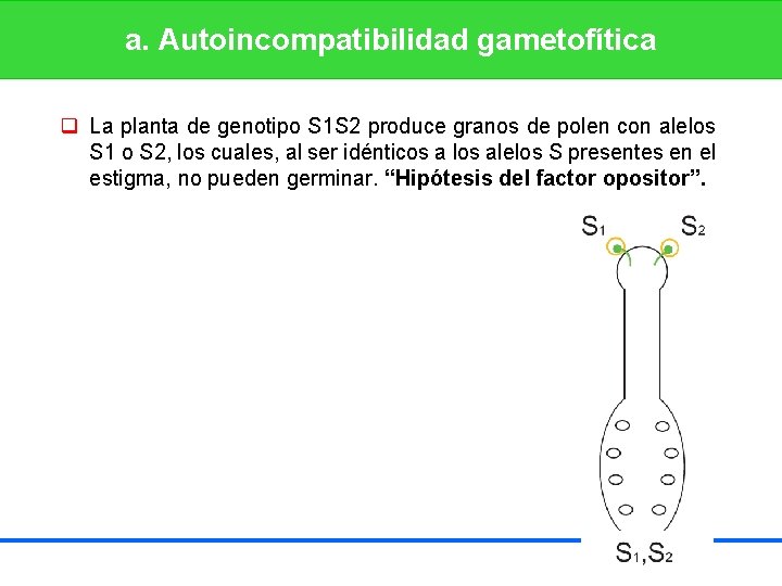 a. Autoincompatibilidad gametofítica q La planta de genotipo S 1 S 2 produce granos