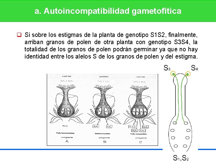 a. Autoincompatibilidad gametofítica q Si sobre los estigmas de la planta de genotipo S