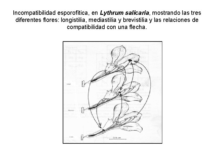 Incompatibilidad esporofítica, en Lythrum salicaria, mostrando las tres diferentes flores: longistilia, mediastilia y brevistilia