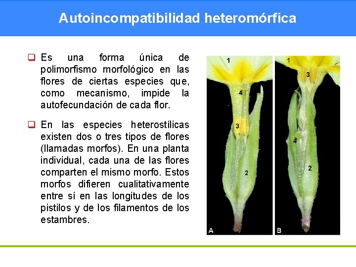 Autoincompatibilidad heteromórfica q Es una forma única de polimorfismo morfológico en las flores de