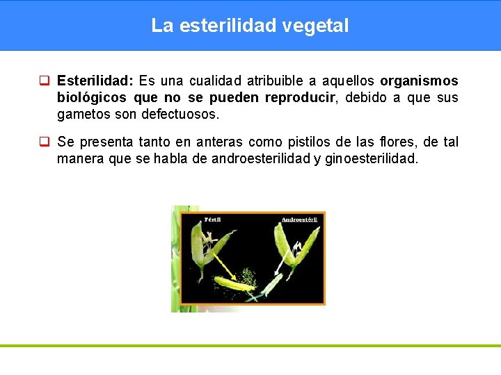 La esterilidad vegetal q Esterilidad: Es una cualidad atribuible a aquellos organismos biológicos que