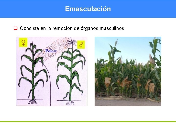 Emasculación q Consiste en la remoción de órganos masculinos. 