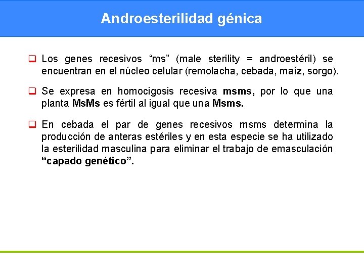 Androesterilidad génica q Los genes recesivos “ms” (male sterility = androestéril) se encuentran en