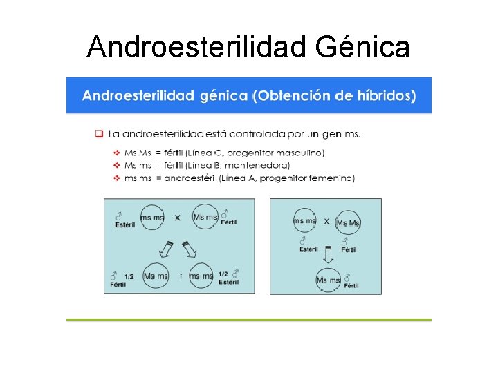 Androesterilidad Génica 